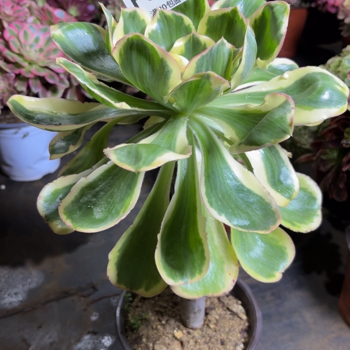 瑞妈，。。。。。338燕姿锦，