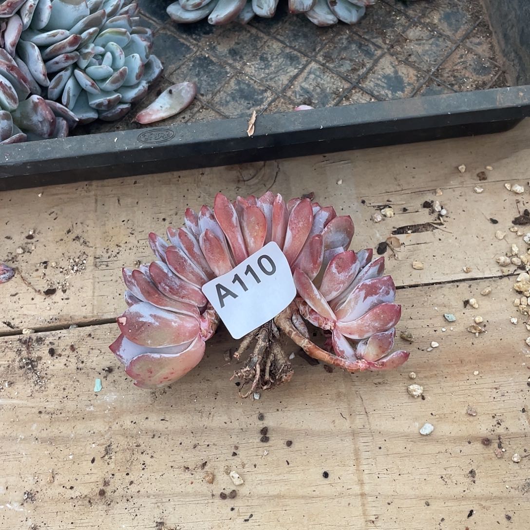 洛***狼110多肉植物多肉植物
