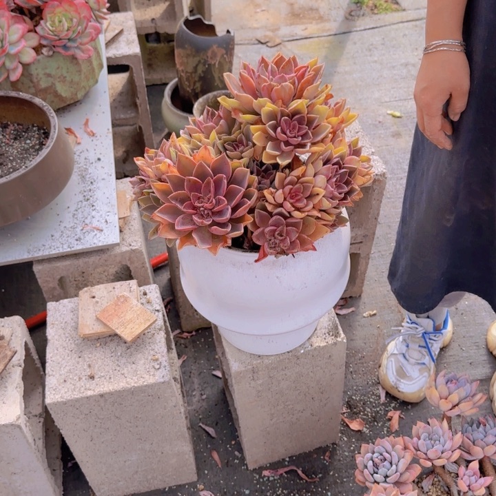 10-22紫气东来多肉