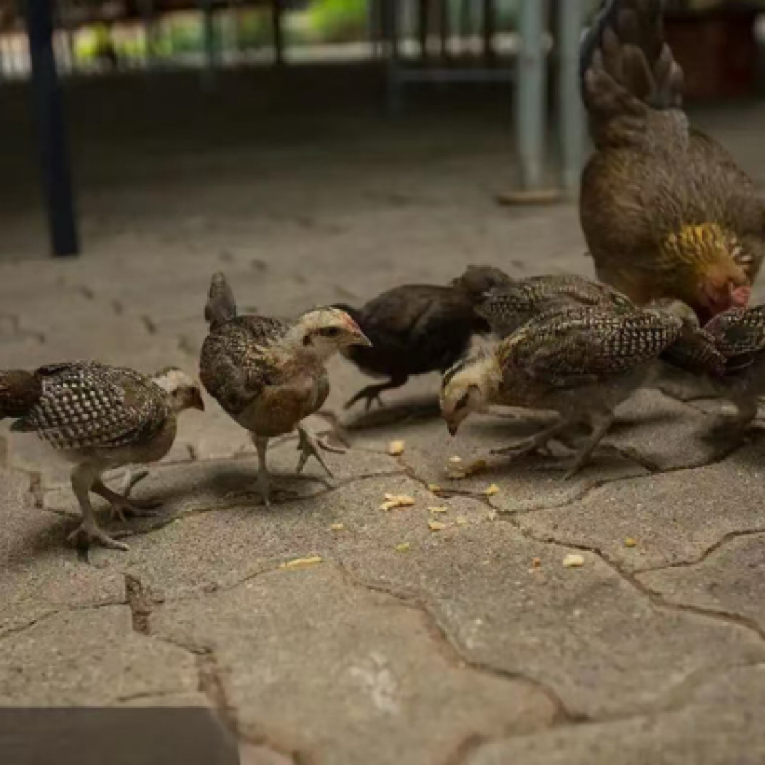 ［买二送二］4只两斤长尾鸡宠物土鸡顺丰包邮