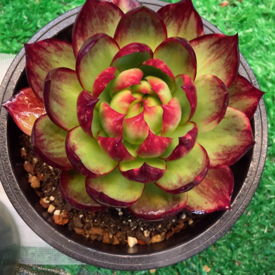 惊鸿仙子一物一拍