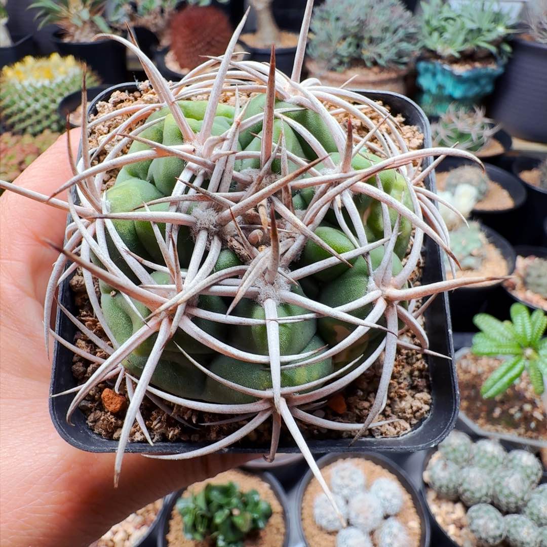 583实生碧颜玉有晒晒