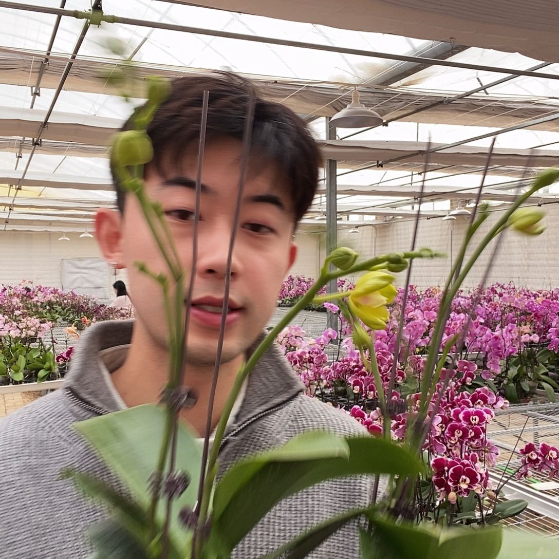 完全开放吉祥如意双花剑