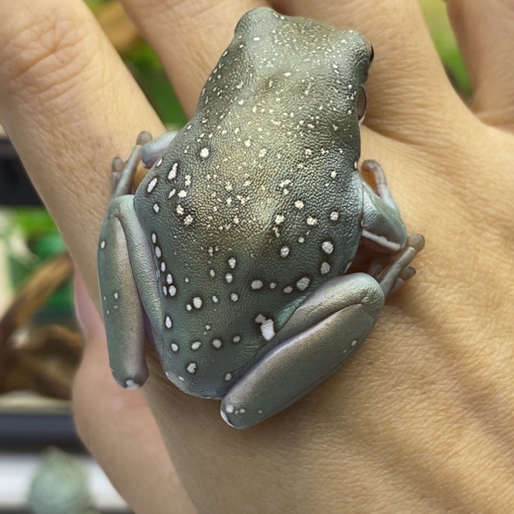 老爷树蛙澳蓝芙蓉雪满金15号特价