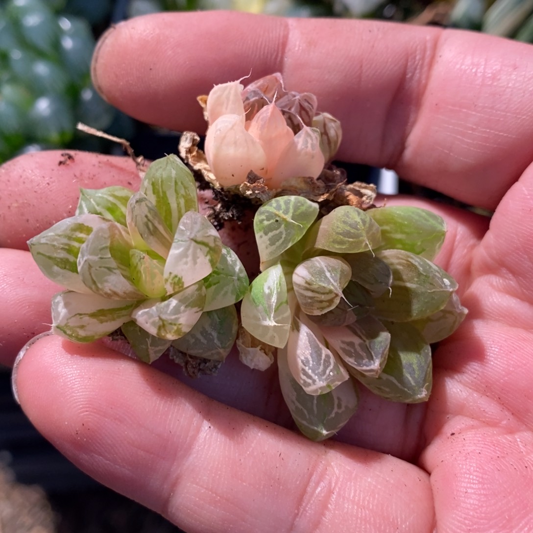 开***贝2849 三颗一起 新粉福利 