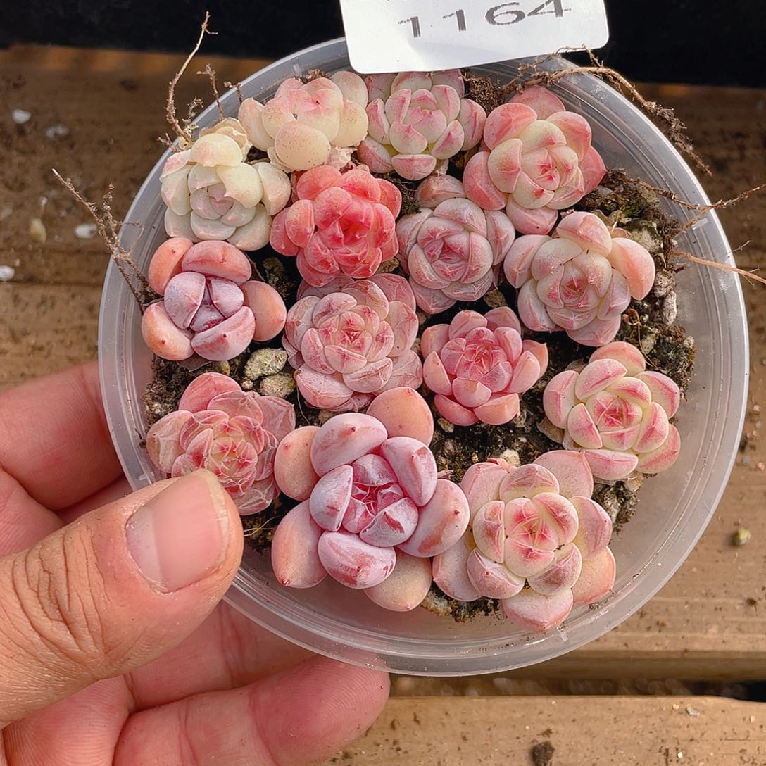 多肉植物多肉植物1164