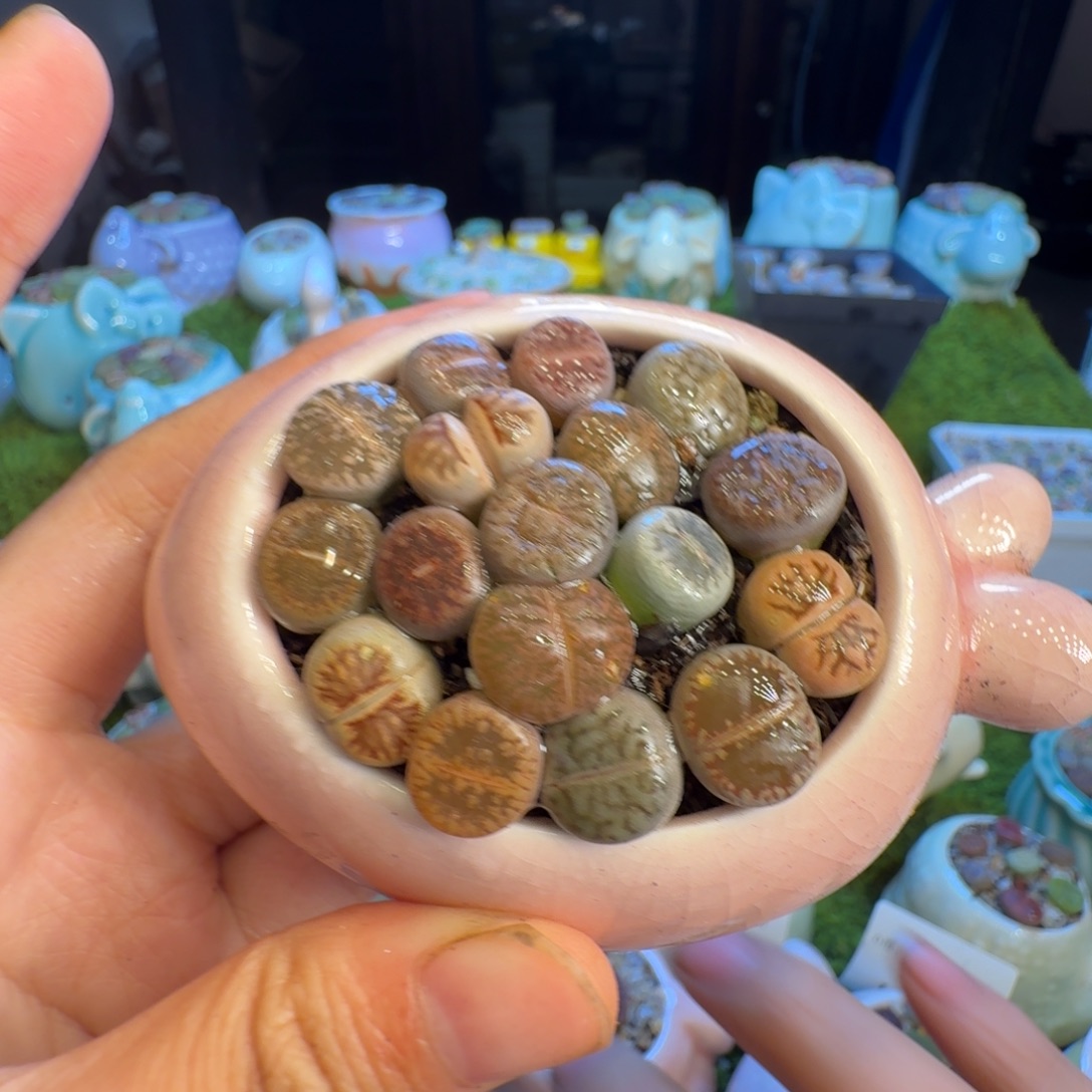 水***清多肉开播福利冲1273