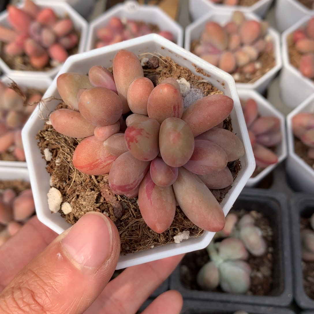 糖果红拉丝锦11号