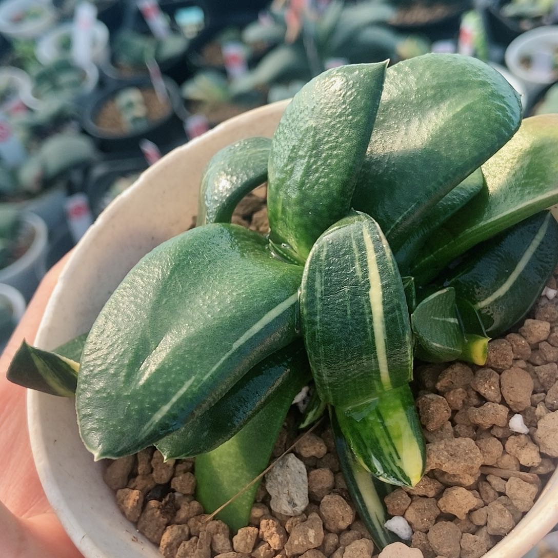 351卧牛实生锦带盆发货