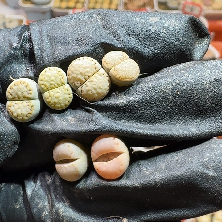 生石花223:：：。  113