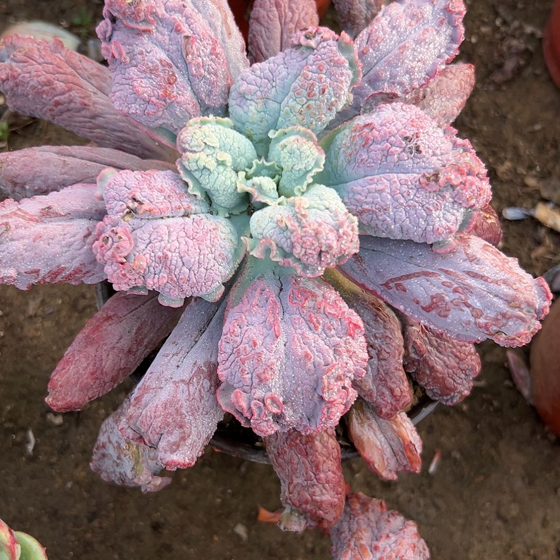 多肉植物狂野男爵