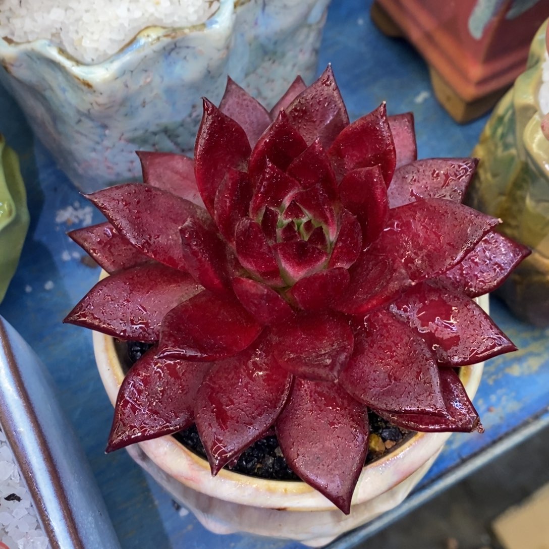 多肉植物盆栽多肉