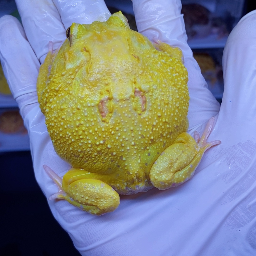 角蛙角蛙3-10cm闪购专享链接