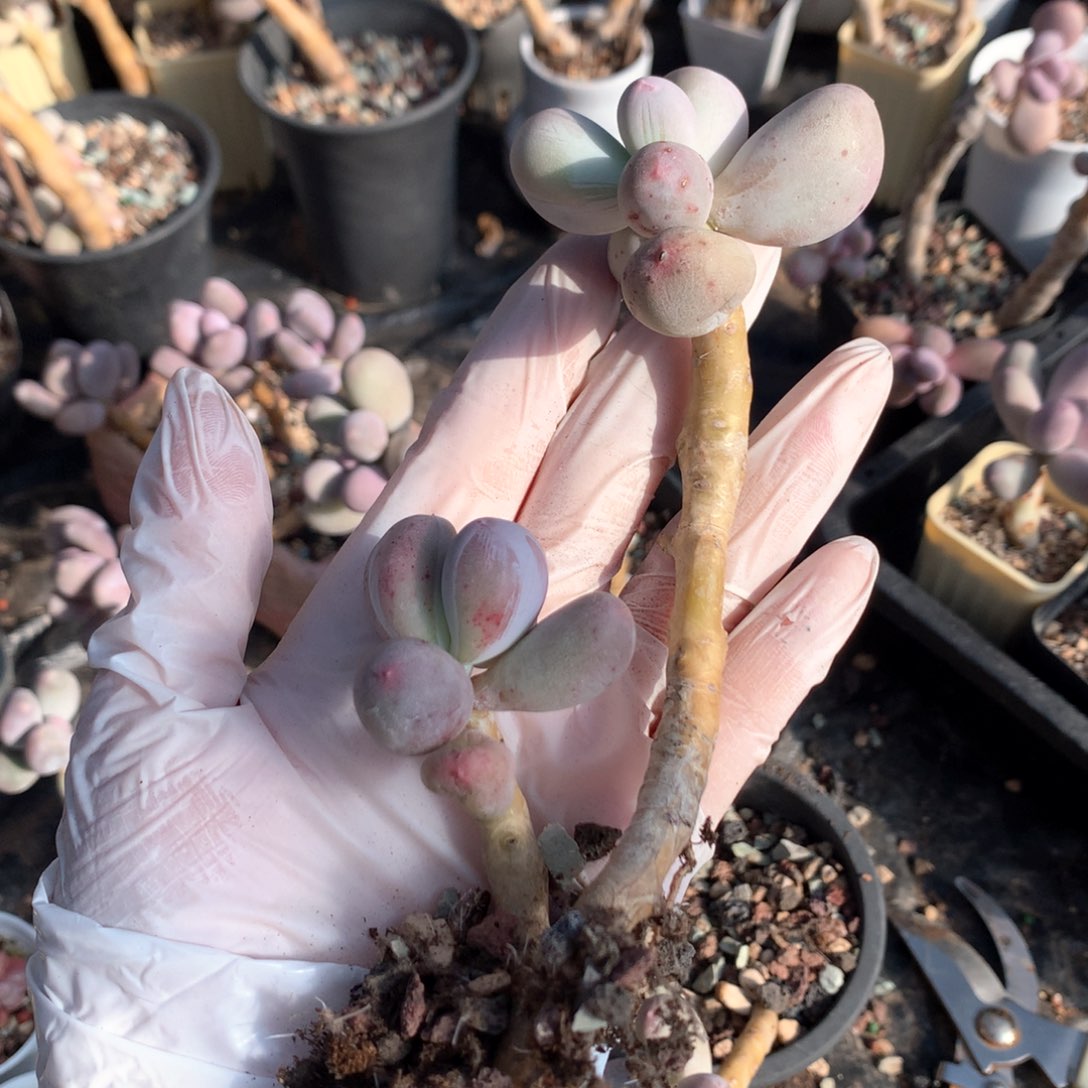 米可奶酪多肉米可奶