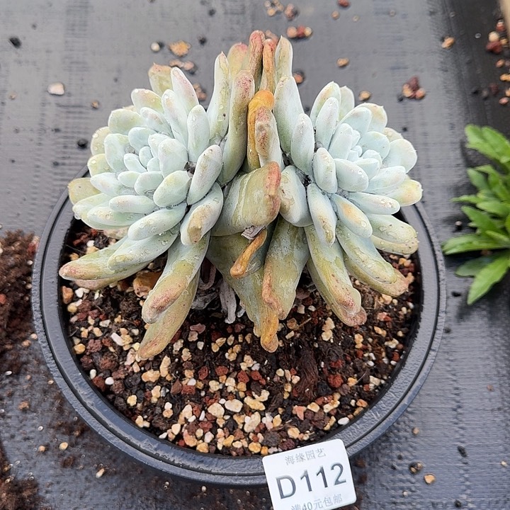 拇指仙女杯多肉植物