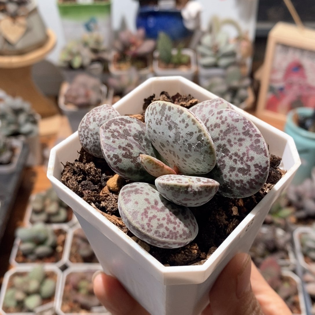 群**首成成妈妈专拍水泡多肉植物