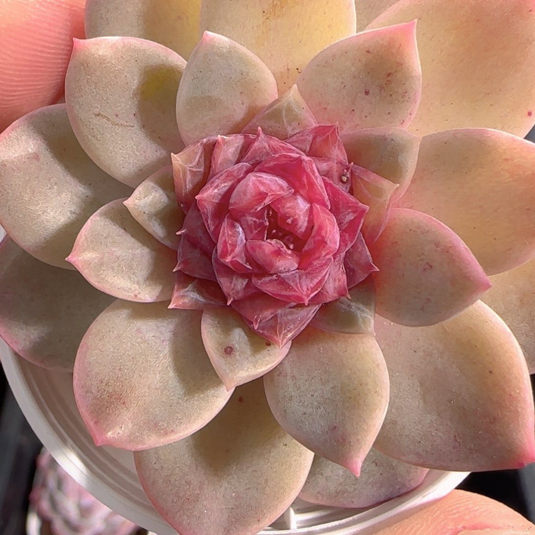 多肉0103-157糖心糖心