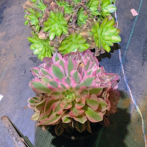 903粉女巫韶华多肉植物