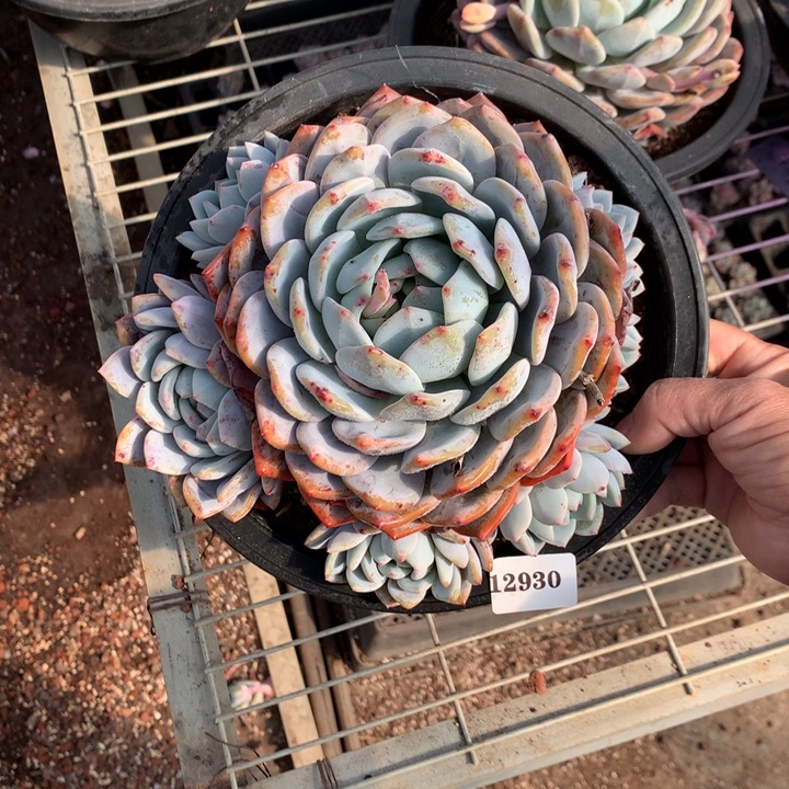 12930多头一个嗯嗯嗯嗯嗯嗯嗯好喜欢