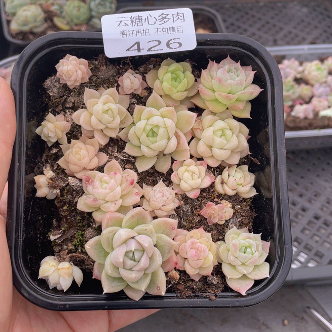 云糖心多肉植物426