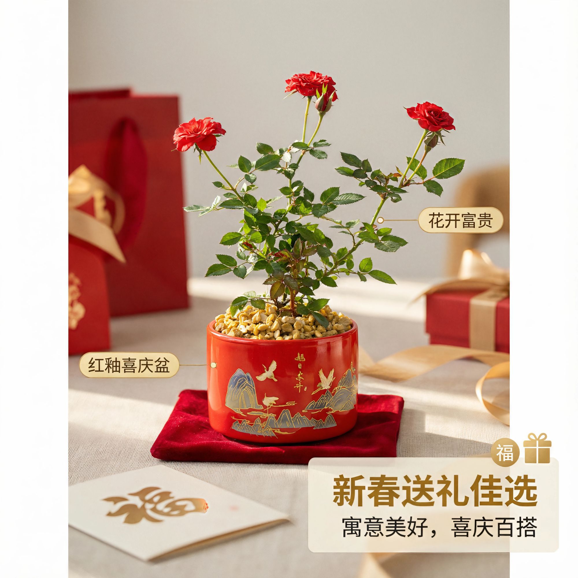 带花苞小姑娘月季盆栽室内外四季好养观叶花卉绿植