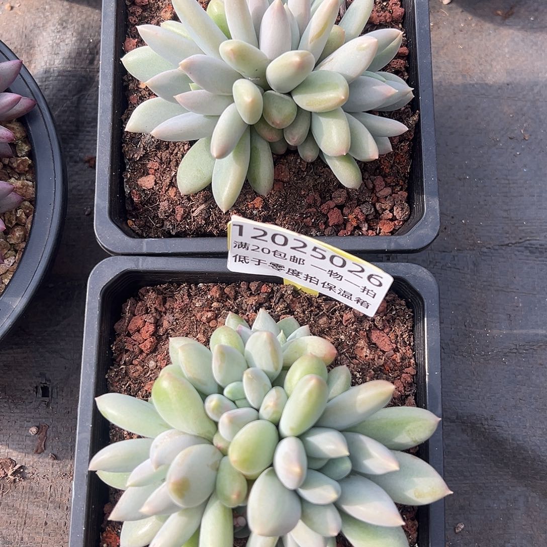 12025026 海豚体哥特萝莉美人两颗特价福利