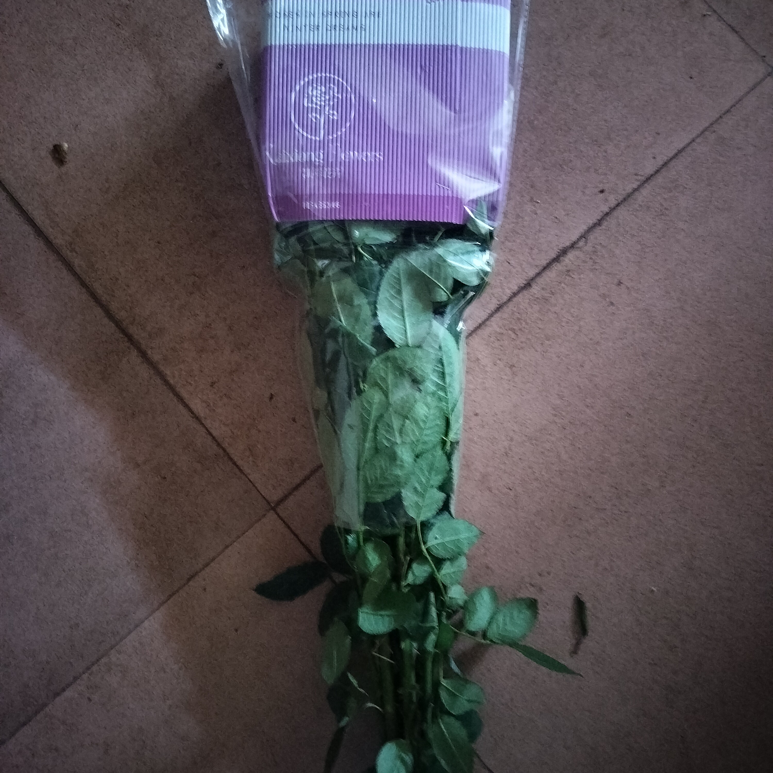 紫霞仙子玫瑰花苞大 花杯长 花型好 叶水清秀 枝条支支到底