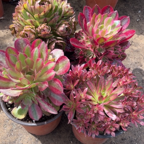 719多肉植物组合