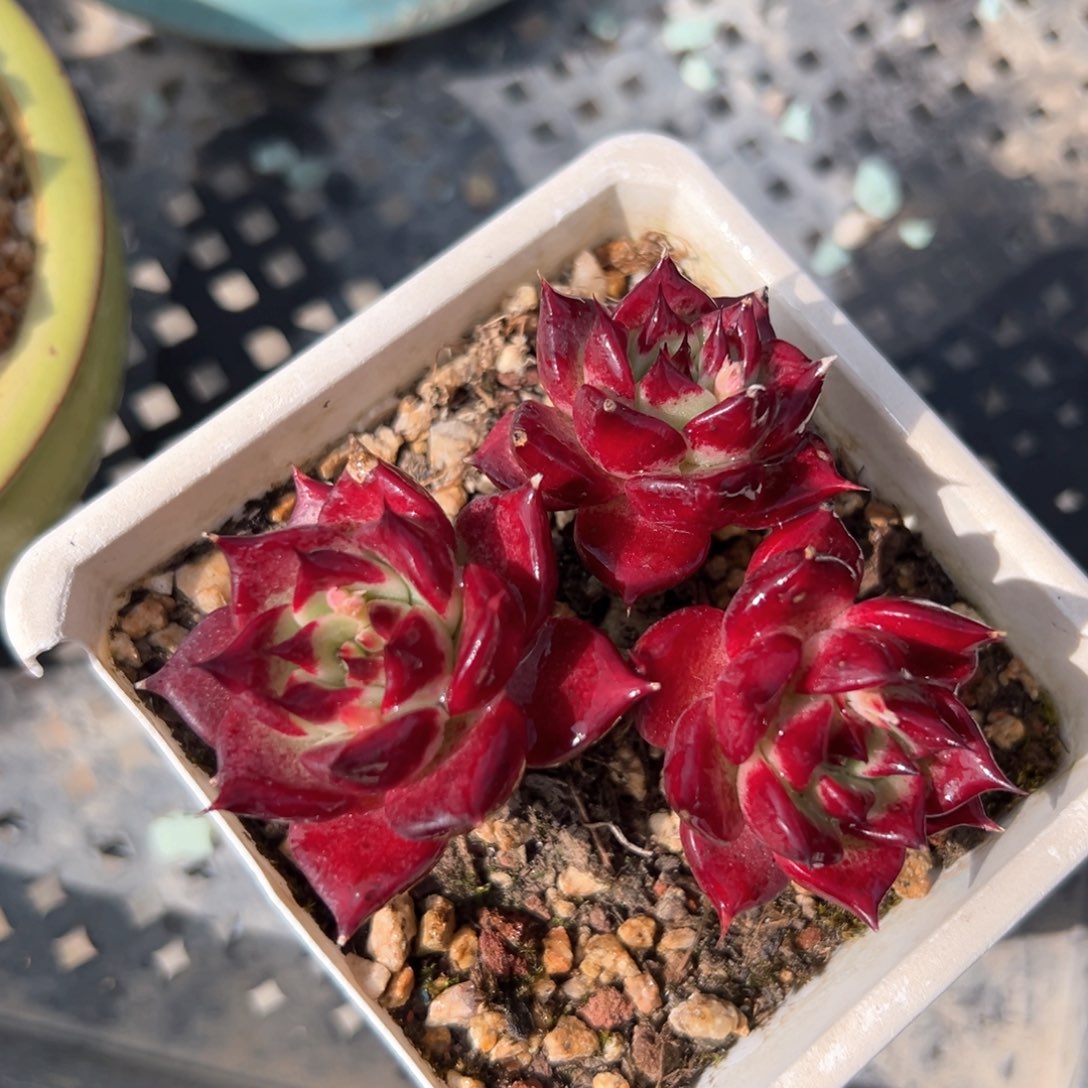 黑夜冠服7公分左右