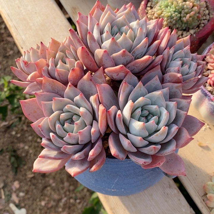 粉蓝鸟 韩货精品