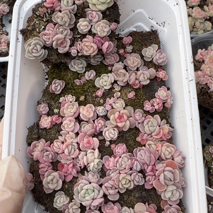 17王者系列种播苗一盒