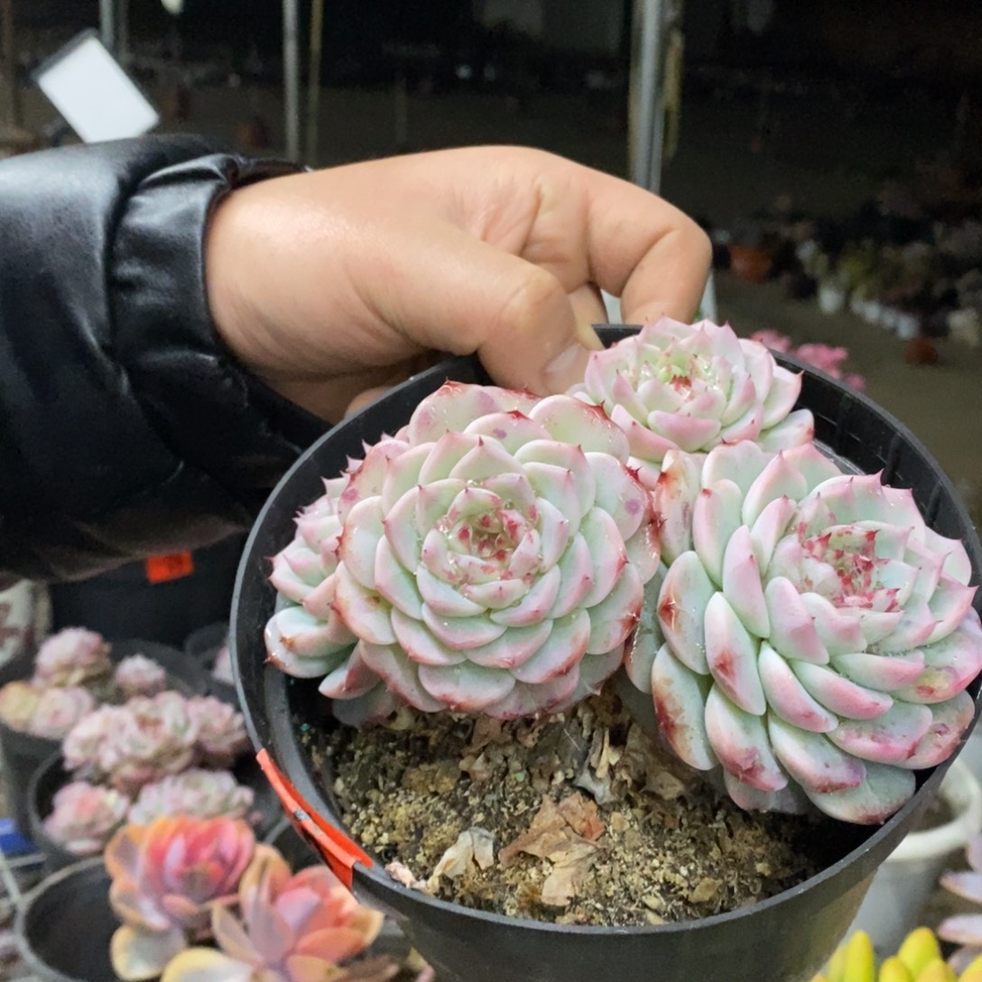 天鹅绒四头起发老桩