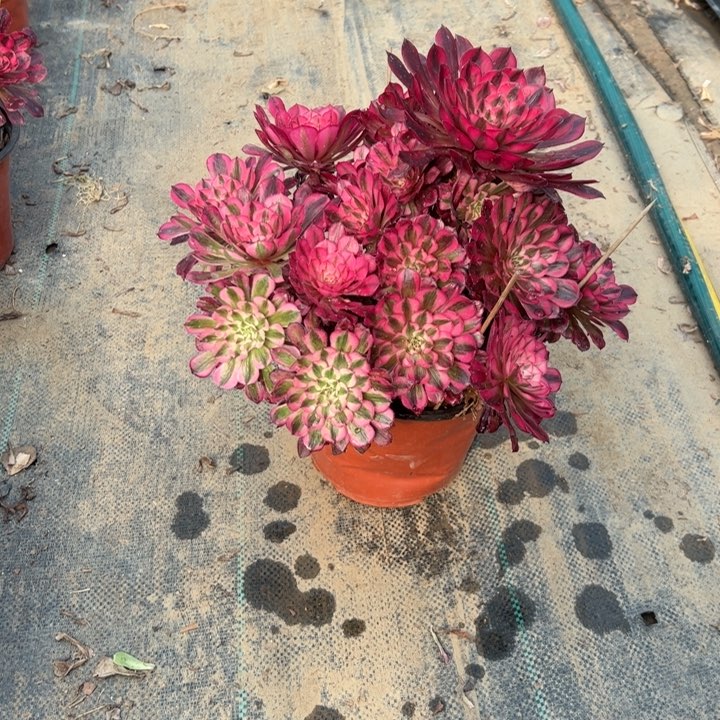 35红铜壶白多肉多肉多肉