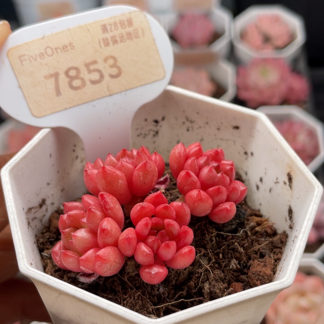 鸡血红宝石7853-5.0厘米