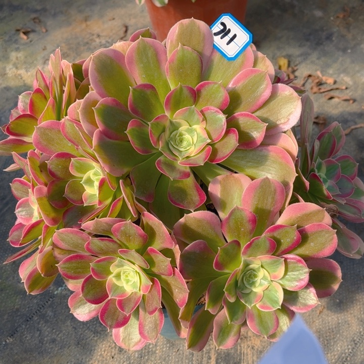 711粉水晶多肉法师