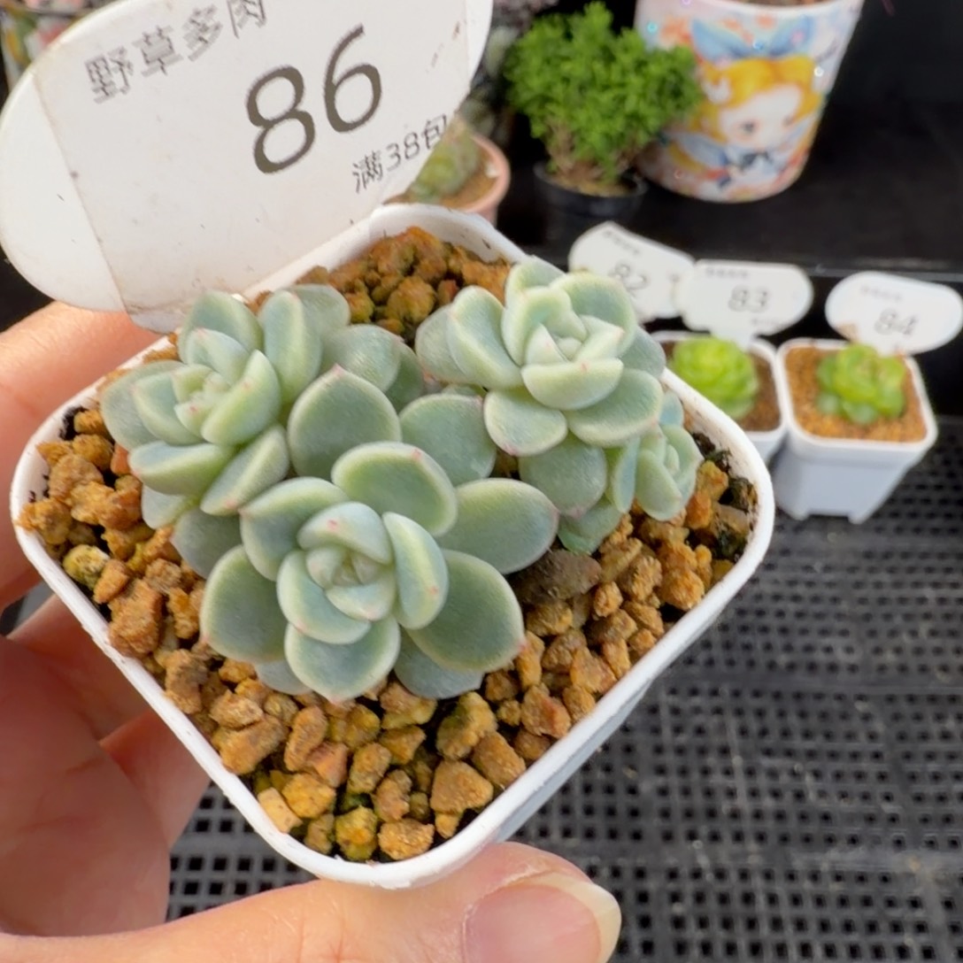 白体财富四头群86号