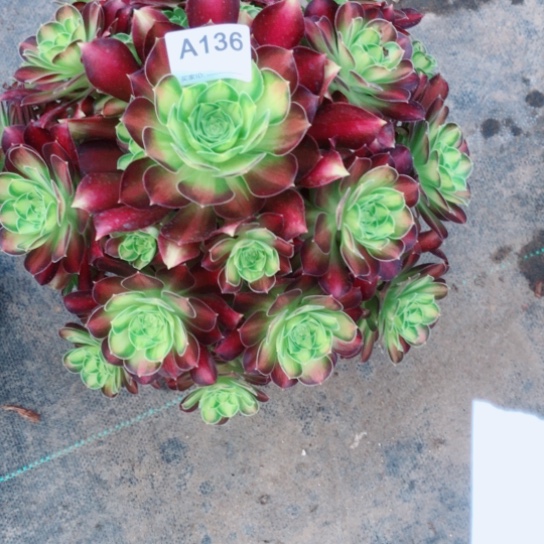 咔***间136号韶华法师多肉植物