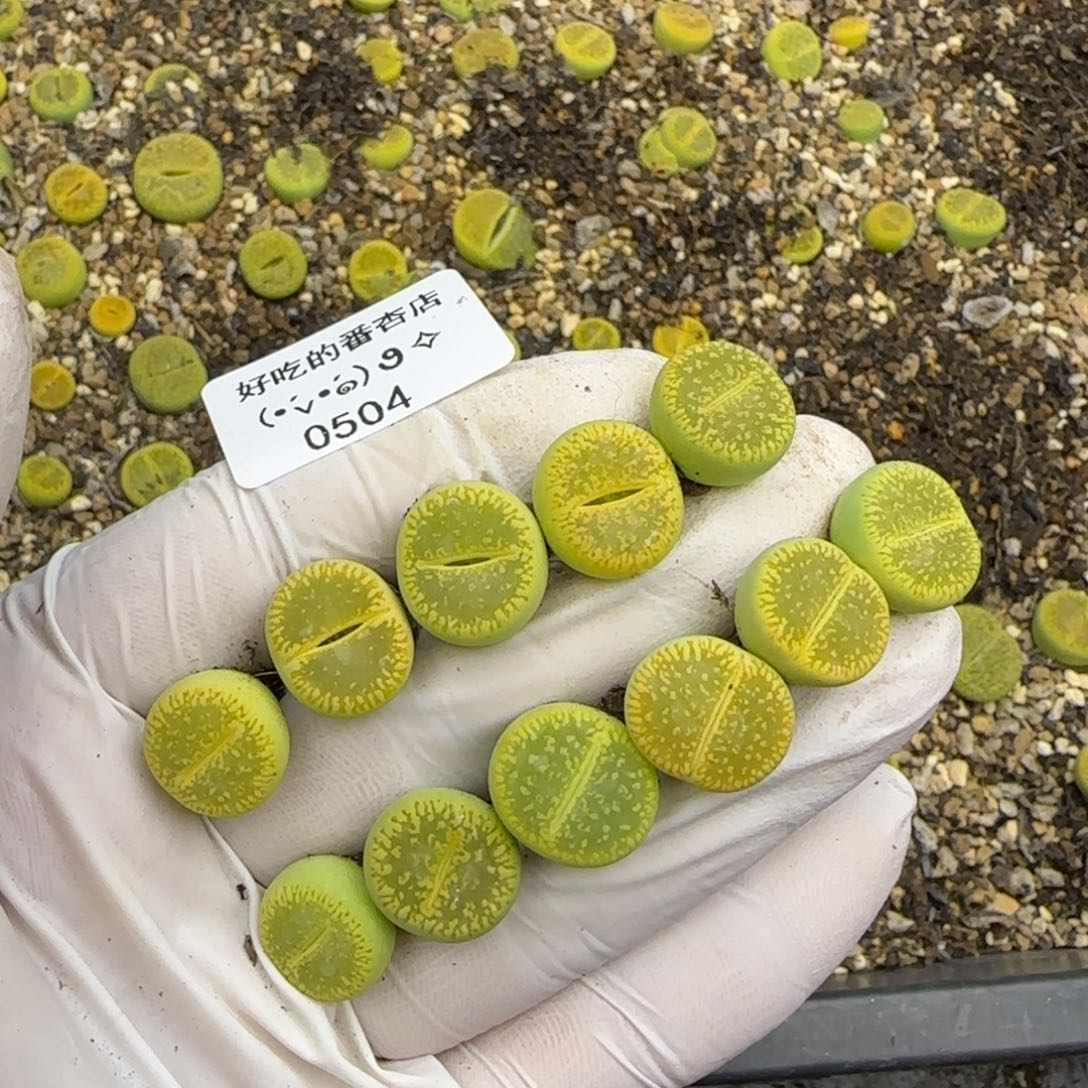 敬***敬0504。默认脱土。18包邮。偏远88包邮