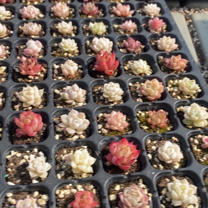 85 多肉植物盆栽花卉