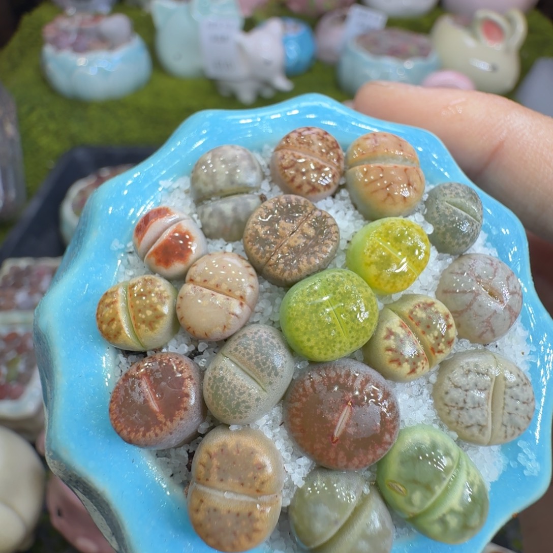 山****多肉植物福利冲644