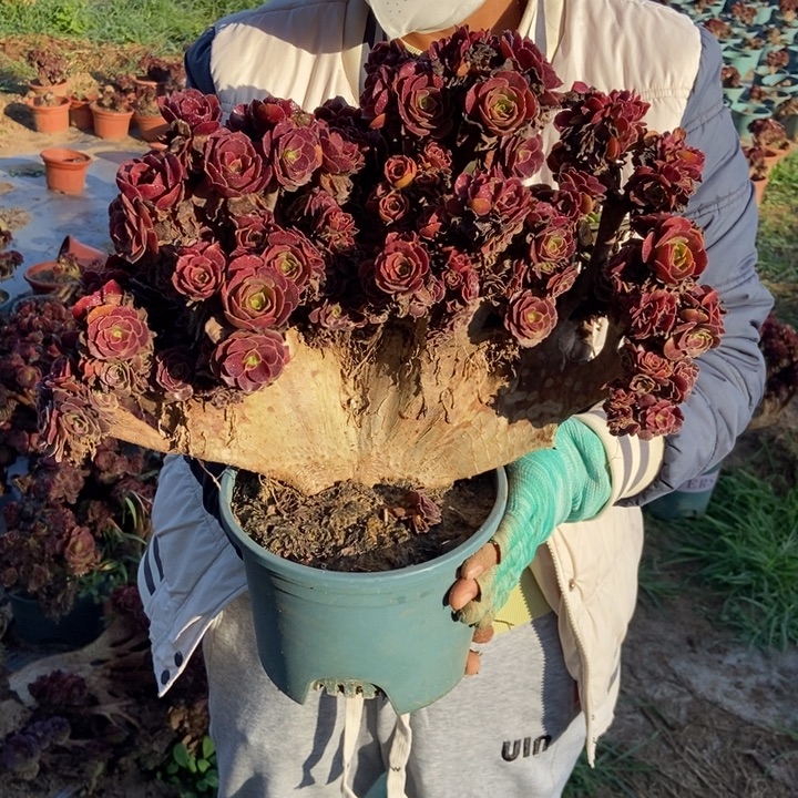 寒***雁063欧紫缀化老桩老桩事
