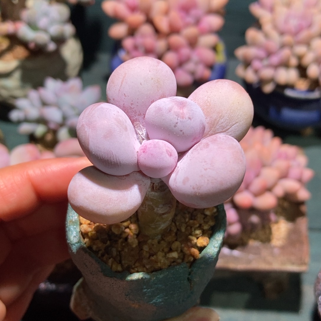 水光针奶酪小老桩