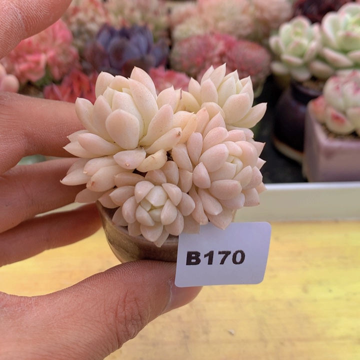 一物一拍满38包邮A170