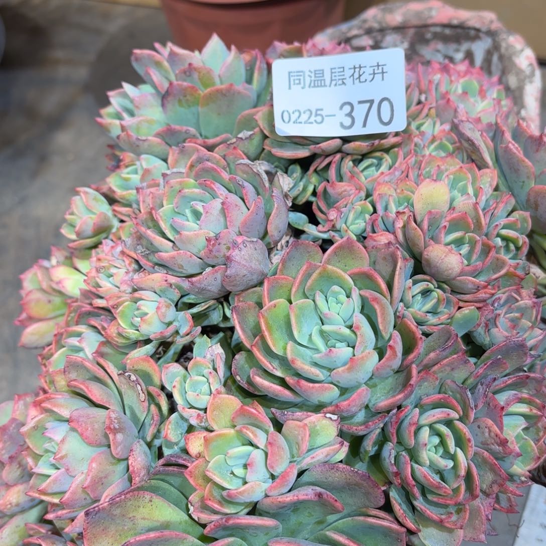 同温层多肉370芬达