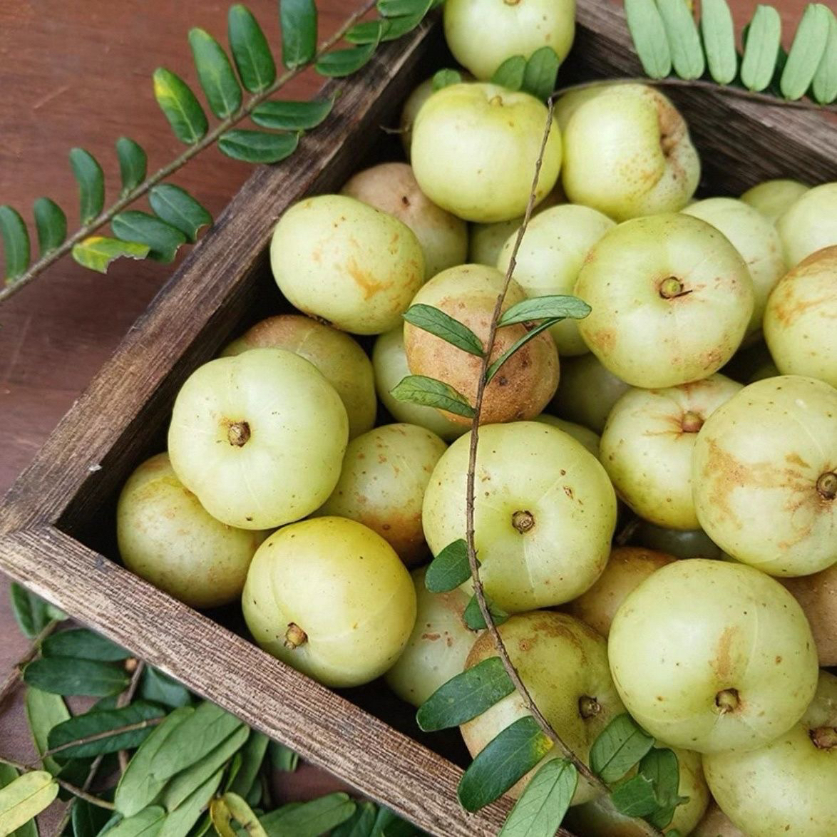 自家果园原味柿饼新鲜油柑橄榄油甘果脆爽回甘1斤装大概50个左右