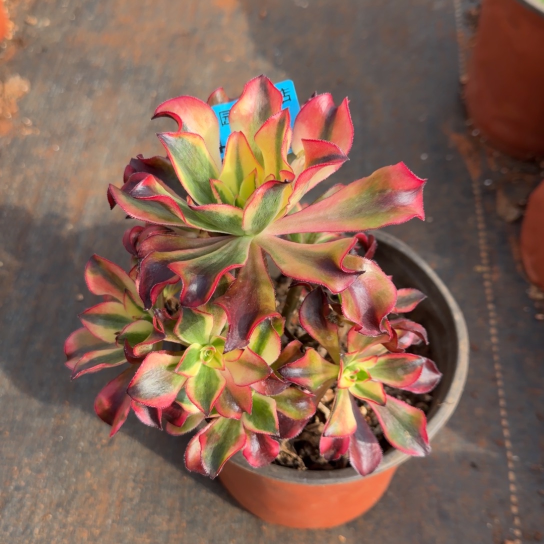 魅影手捧4118多肉植物