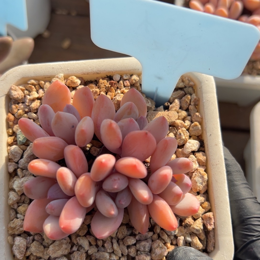 珍舞奶酪111111111111