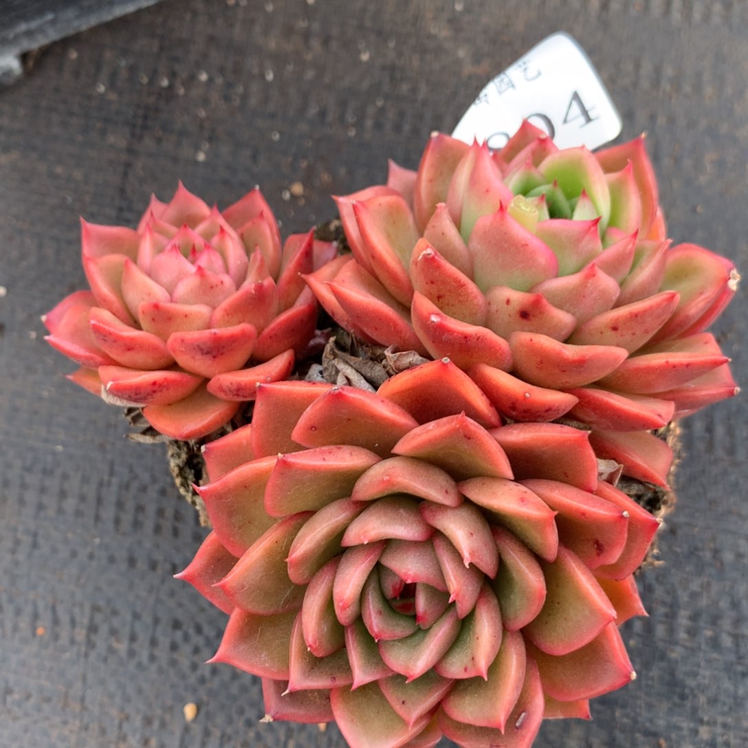 7804杂交精品基地12厘米