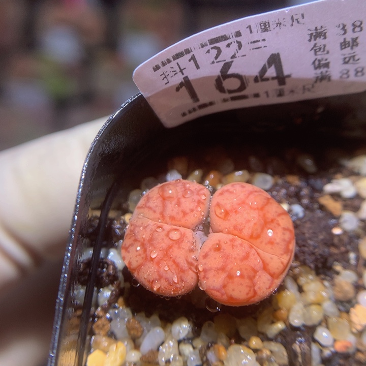 精品生石花122.164