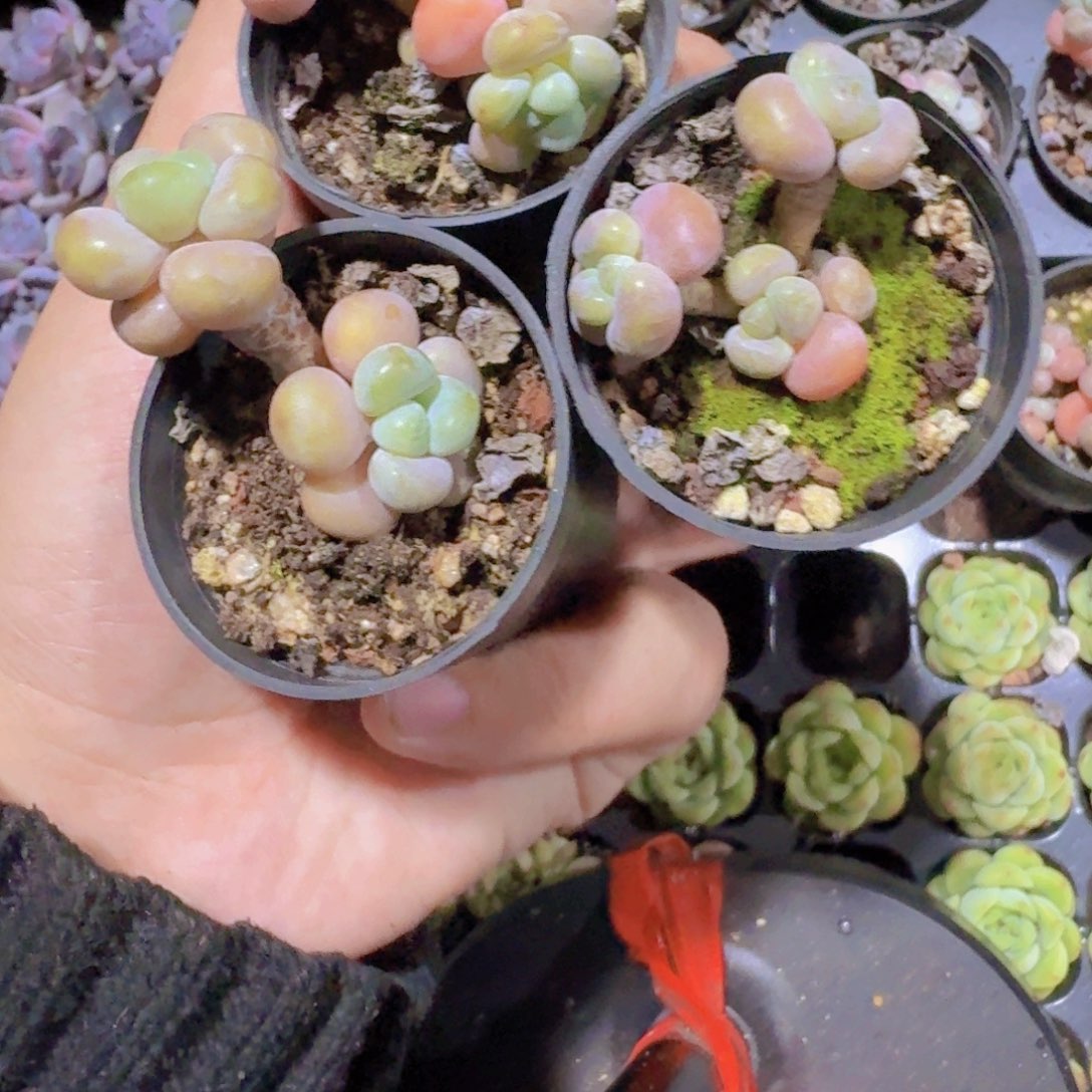 韩版小碗鱼子酱一颗